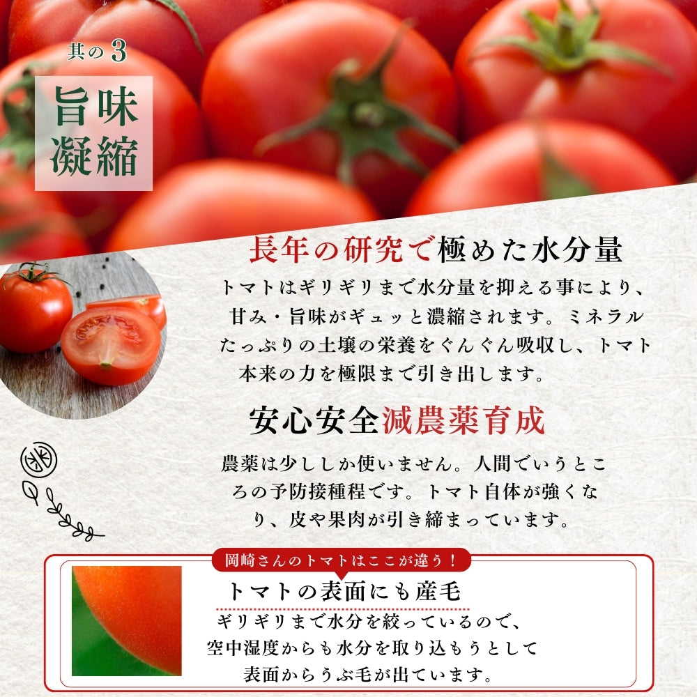 高知県春野産 高濃度 フルーツトマト 訳あり 家庭用