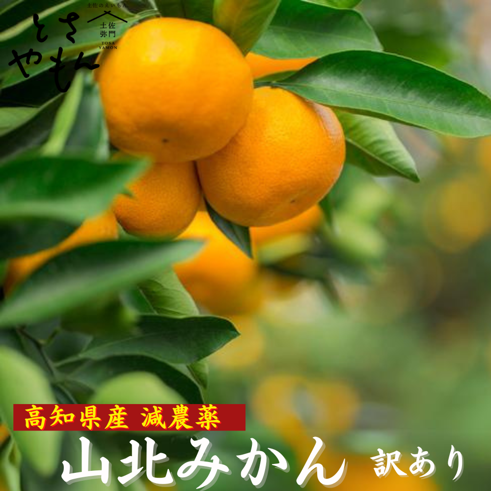 \11月発送予約/ 山北みかん 減農薬 訳あり サイズ混合