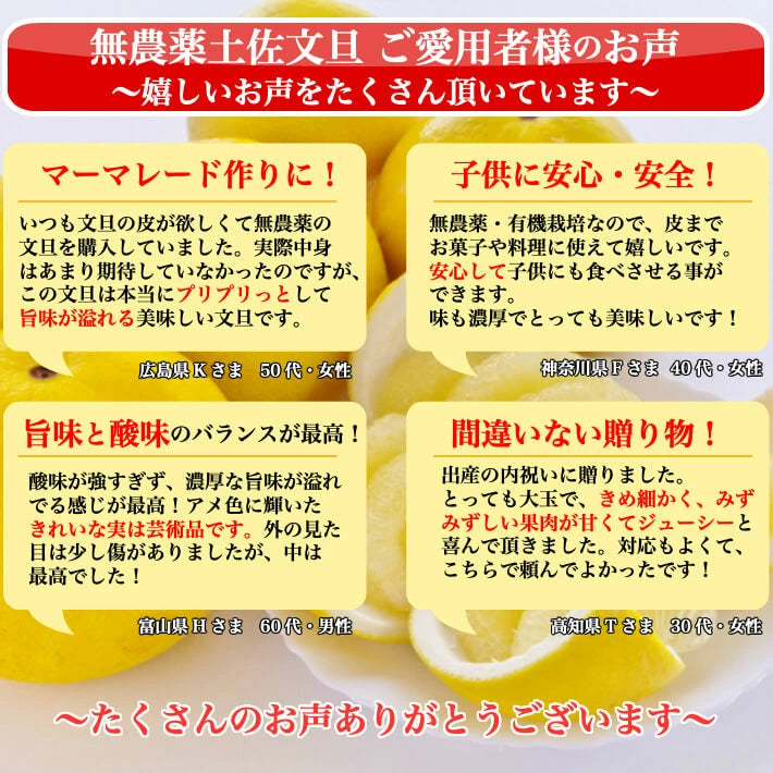 農薬を使用しない 土佐文旦 有機栽培 訳あり 無農薬 高知県産 2L-L