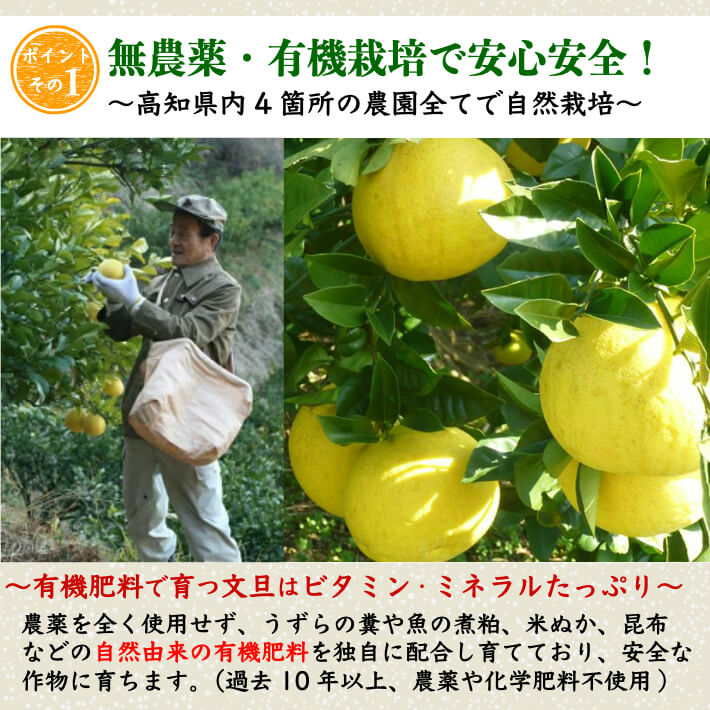 農薬を使用しない 土佐文旦 有機栽培 訳あり 無農薬 高知県産 2L-L