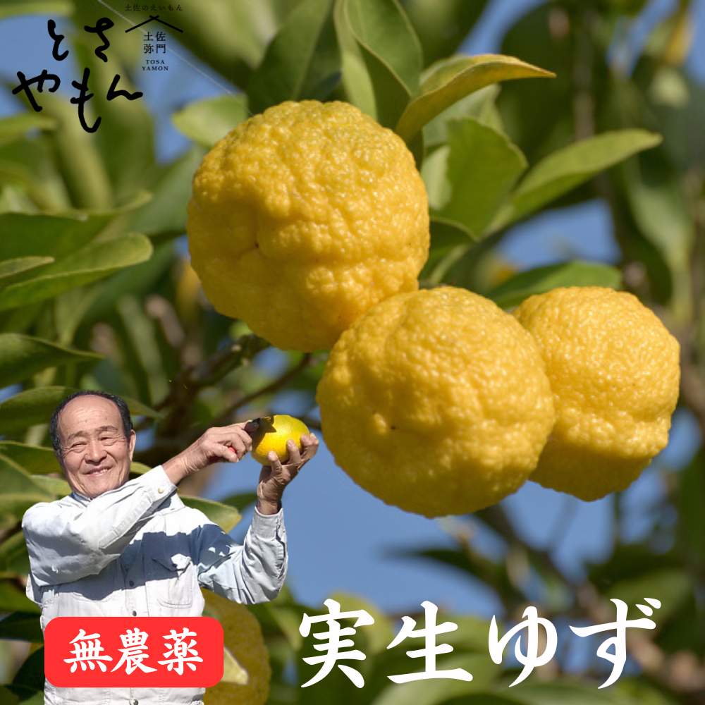 \11月中旬頃発送/ 農薬を使用しない 実生のユズ 無農薬 有機栽培