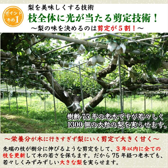 レベルが高い剪定技術