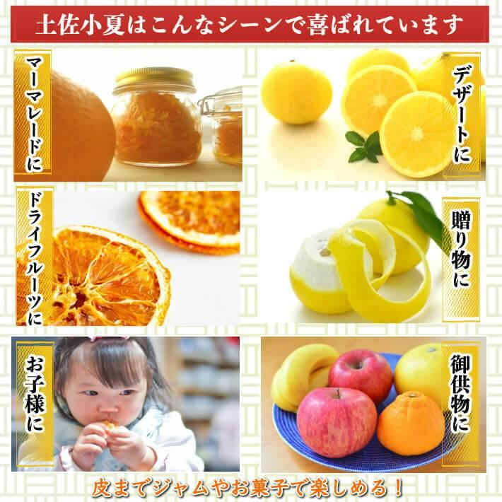 無農薬 土佐小夏 有機肥料 家庭用 5kg 高知県産 送料無料 - 池澤鮮魚オンラインショップ