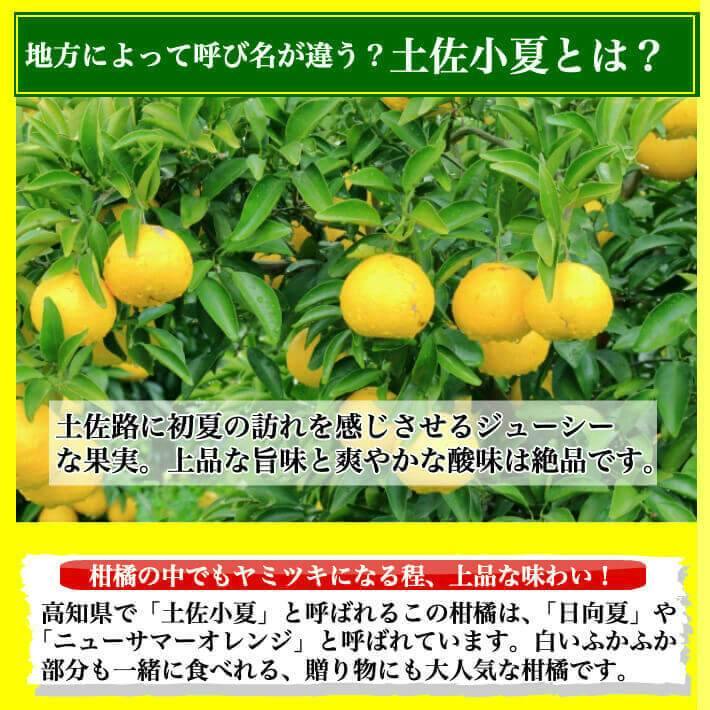無農薬 土佐小夏 有機肥料 家庭用 5kg 高知県産 送料無料 - 池澤鮮魚オンラインショップ