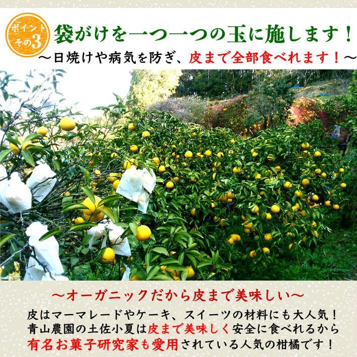 無農薬 土佐小夏 有機肥料 家庭用 5kg 高知県産 送料無料 - 池澤鮮魚オンラインショップ