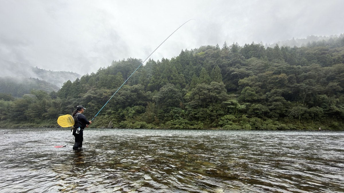 仁淀川の天然鮎 友釣りの現場へおいしさの理由を訪ねて