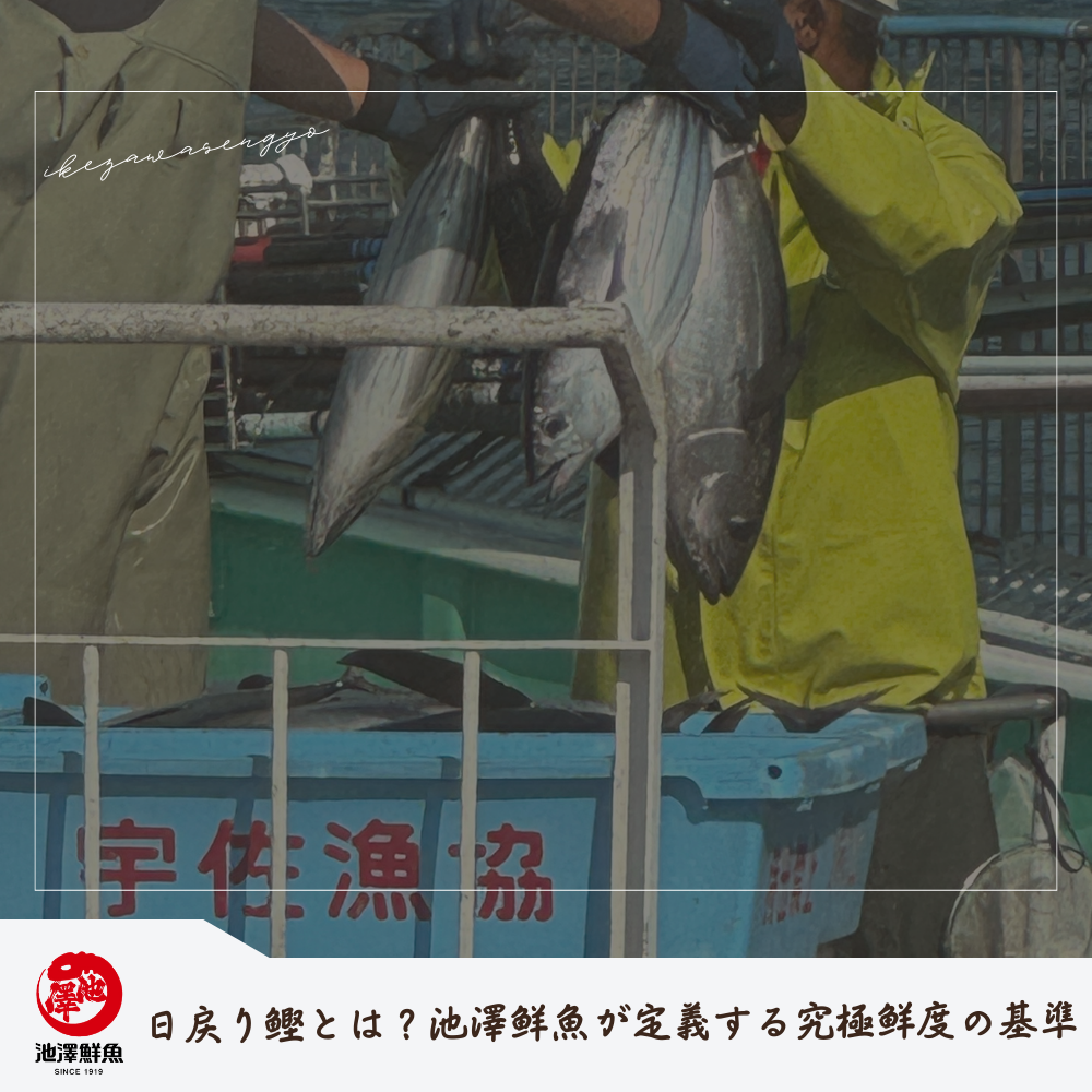 日戻り鰹とは？池澤鮮魚が定義する究極鮮度の基準