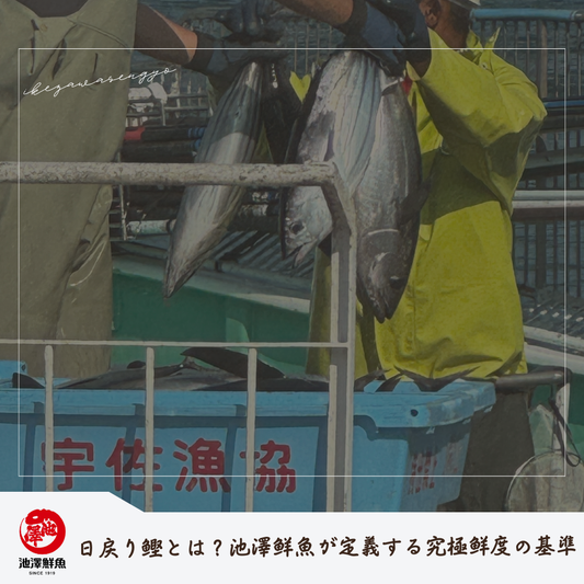 日戻り鰹とは？池澤鮮魚が定義する究極鮮度の基準
