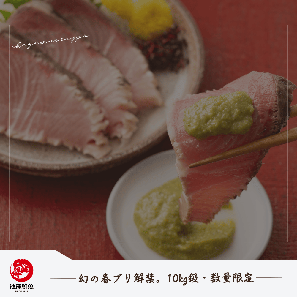 幻の春ブリ解禁。10kg級・数量限定
