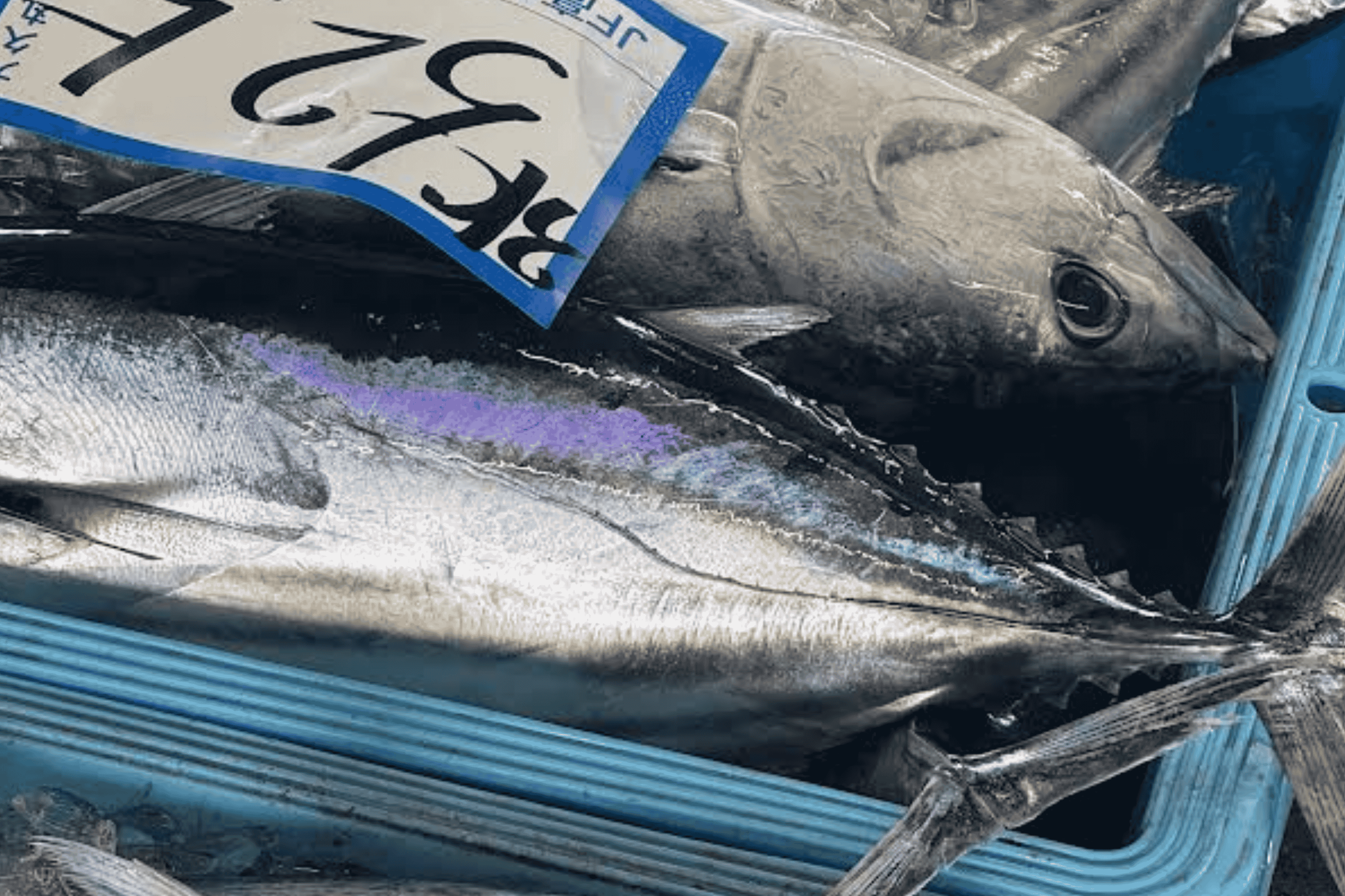 鰹のたたきの食べ方｜高知・四万十・中村の地域別スタイルを完全解説