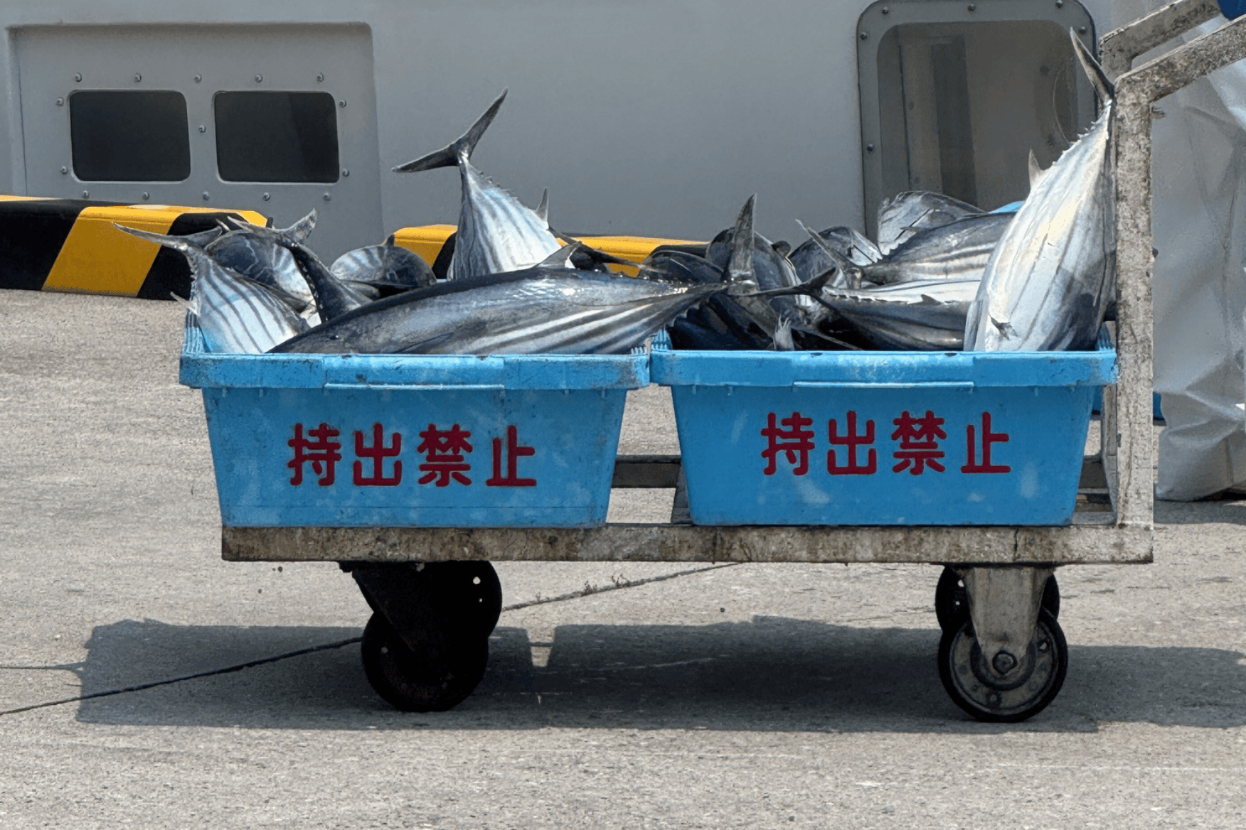 K値11%が証明する鰹の鮮度｜臭みゼロの科学的根拠を池澤鮮魚が解説