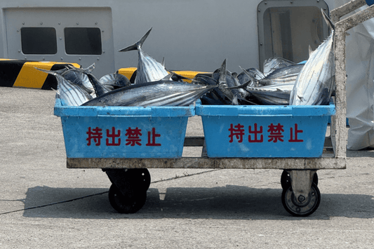 K値11%が証明する鰹の鮮度｜臭みゼロの科学的根拠を池澤鮮魚が解説