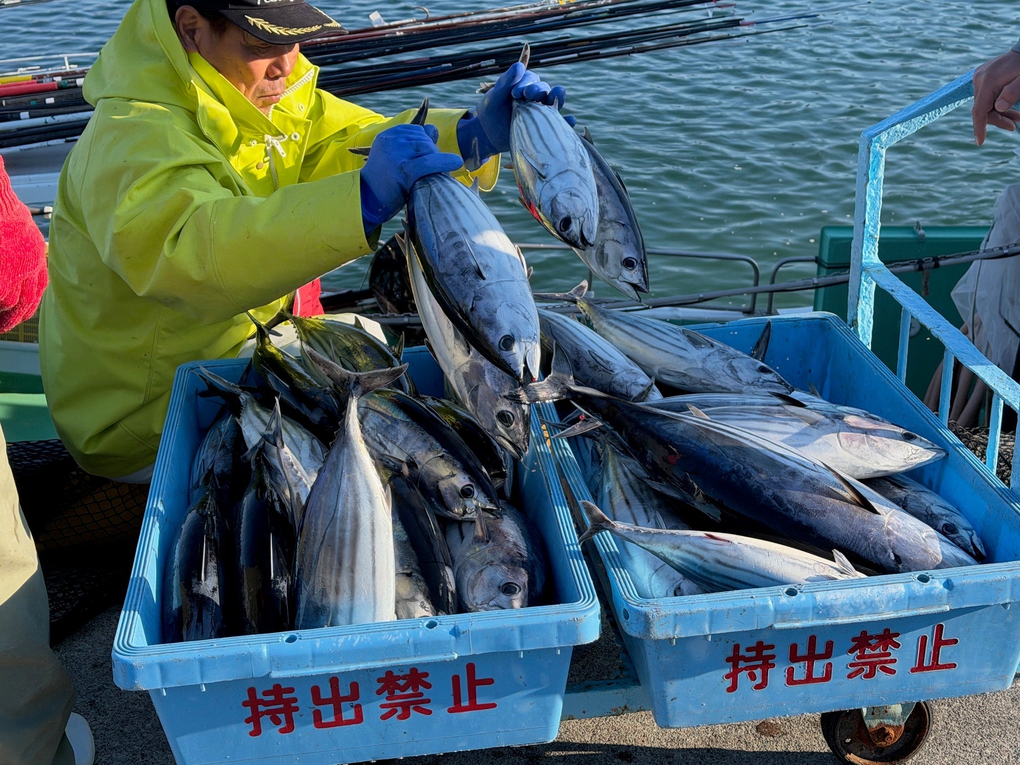 日戻り鰹とは？池澤鮮魚が定義する究極鮮度の基準