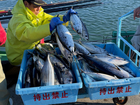 日戻り鰹とは？池澤鮮魚が定義する究極鮮度の基準