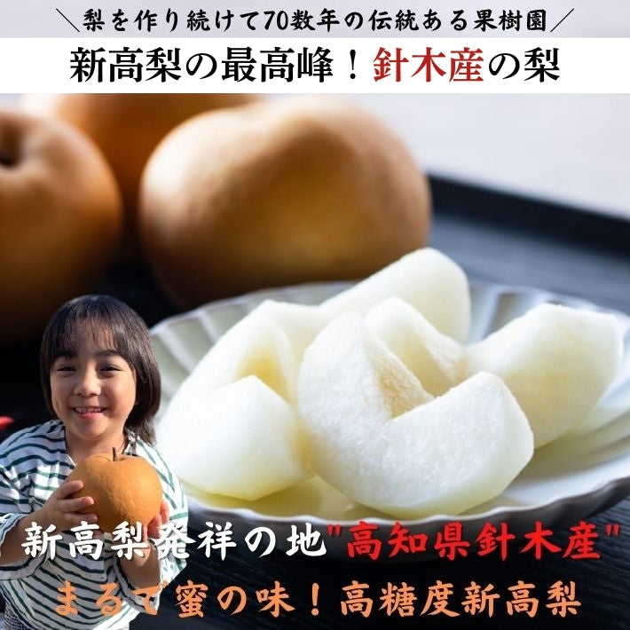 【限定販売】新高梨 梨の王様 高知県産  産地直送品