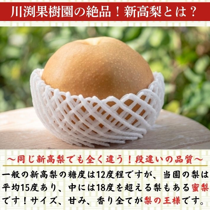 【限定販売】新高梨 梨の王様 高知県産  産地直送品