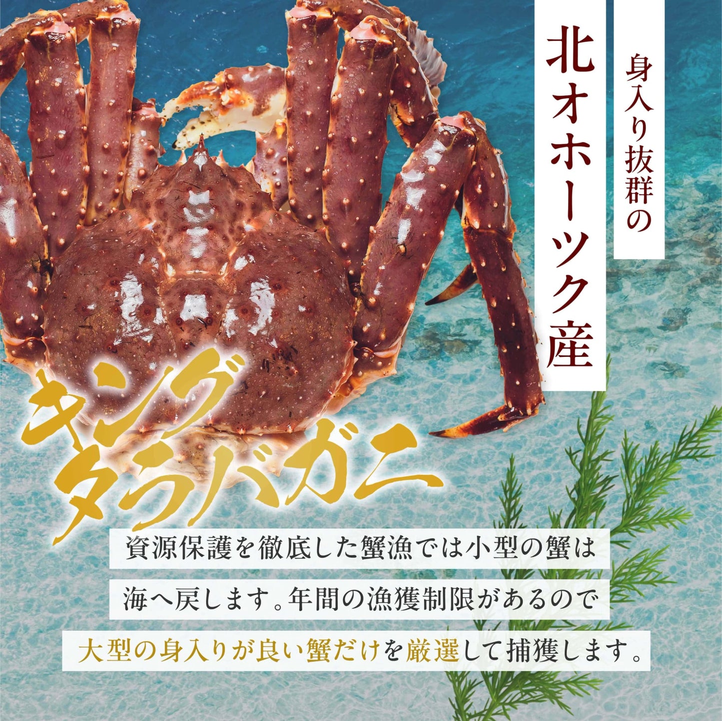 超特大 生タラバ蟹 3kg 10人前（ 1肩半-2肩入り ）