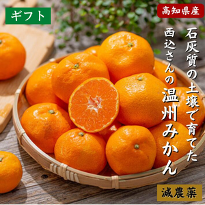 11月発送予約／ 高知県産 減農薬 温州みかん ギフト用 サイズ