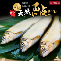 高知県仁淀川産 友釣り天然鮎 500g（特大サイズ）