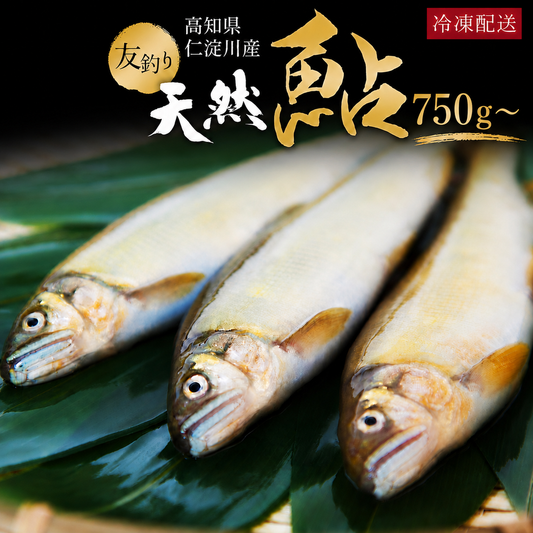 高知県産 仁淀川産 友釣り 天然鮎 （750g/1kg）