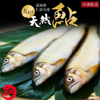 高知県仁淀川産 友釣り天然鮎