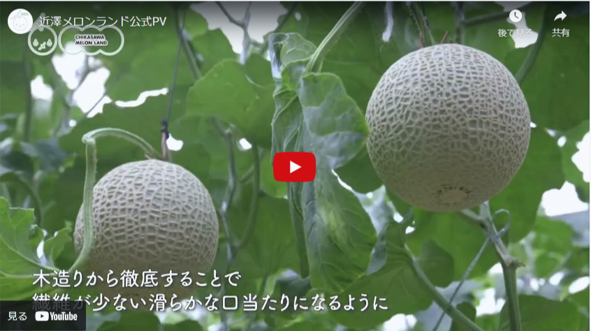 近澤さんの高級マスクメロン – 池澤鮮魚オンラインショップ 近澤さんの高級マスクメロン – 池澤鮮魚オンラインショップ