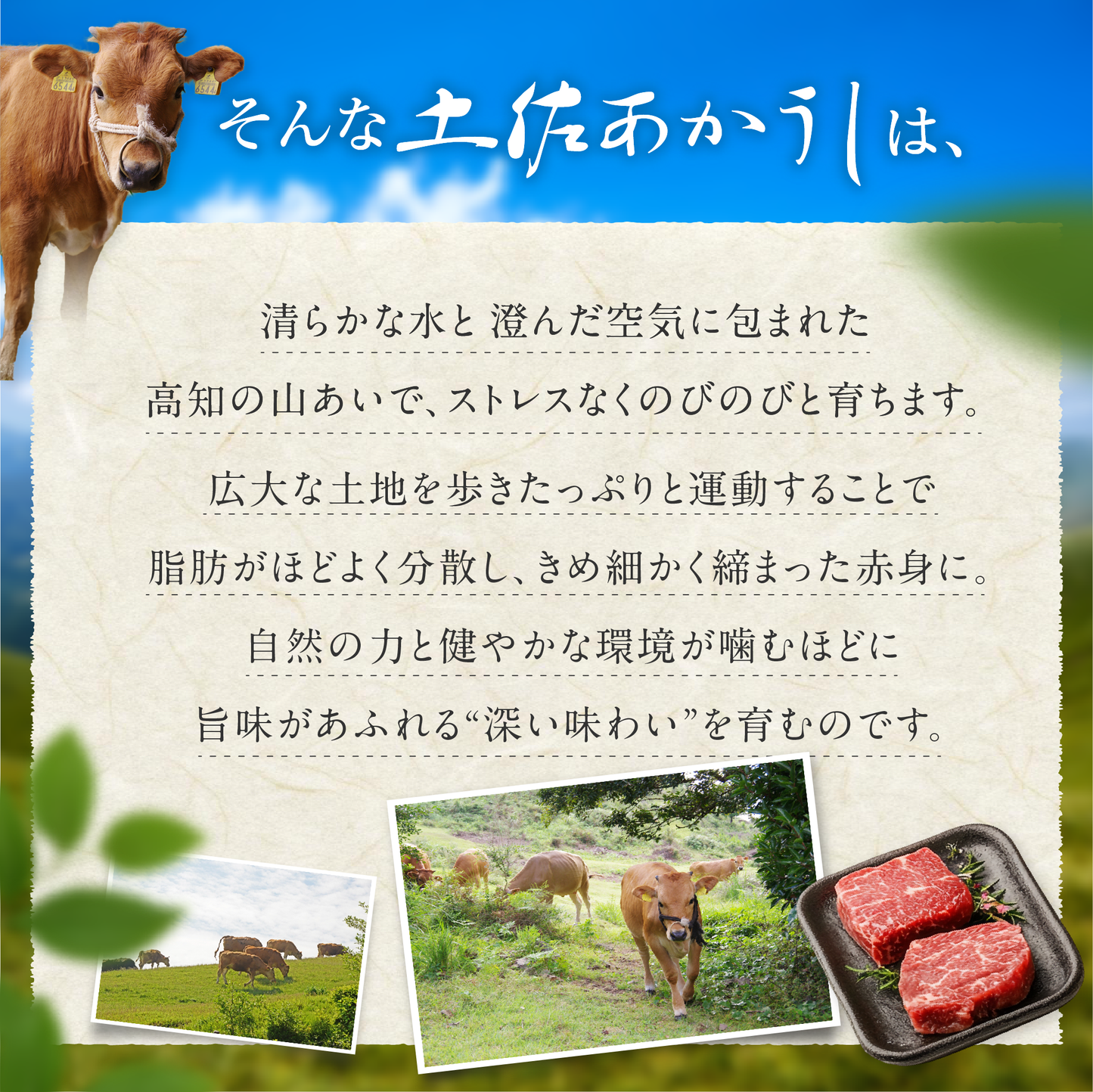 土佐あかうし 極上 焼肉セット カルビ・ロース 計500g