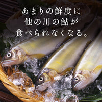 高知県産 仁淀川産 友釣り 天然鮎 （750g/1kg）