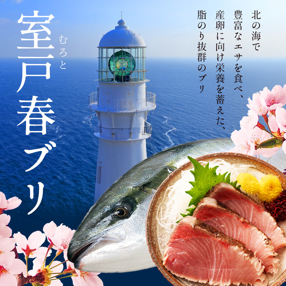 ＼1月下旬発送予約／ 高知県産 天然ブリ 藁焼きタタキ 600g 室戸春ブリ タレ・有機葉ニンニクのぬたセット