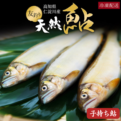 【数量限定】 高知県仁淀川産 天然 子持ち鮎