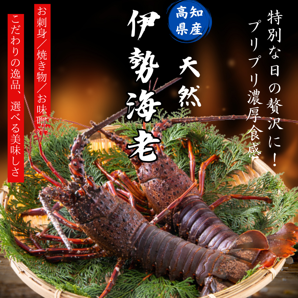 高知県産 天然 伊勢海老 お刺身 サイズ各種 – 池澤鮮魚 高知県産 天然 伊勢海老 お刺身 サイズ各種 – 池澤鮮魚