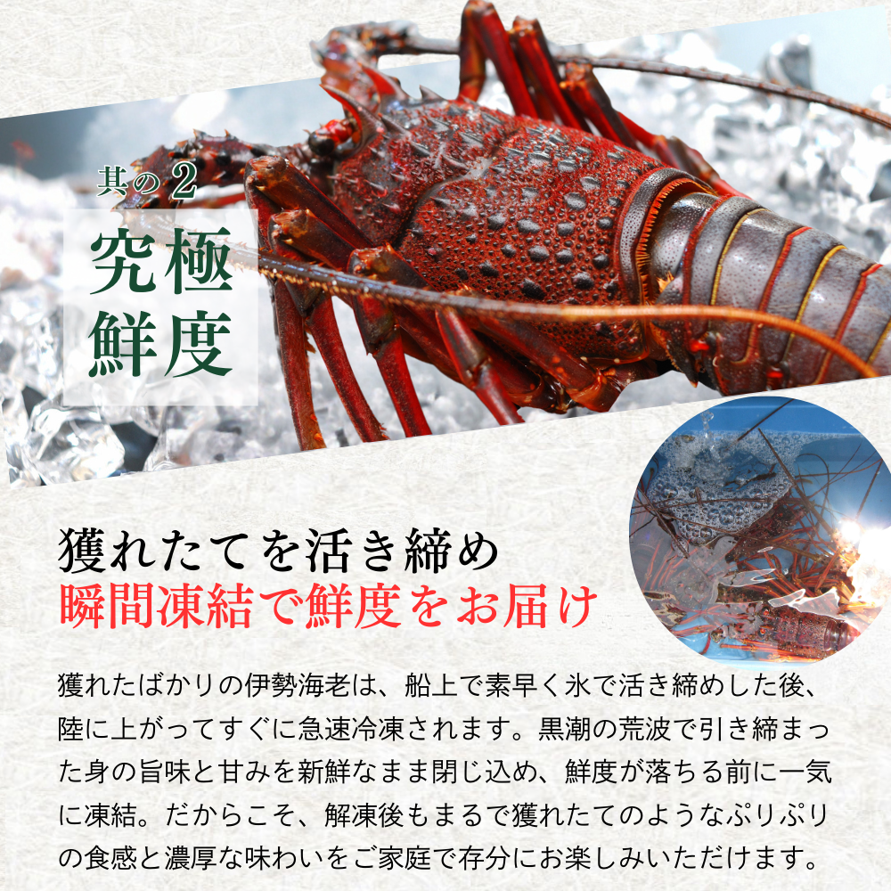 合計5kg 6尾/800g~900g 高知県土佐清水産活〆冷凍伊勢海老。｜エビ