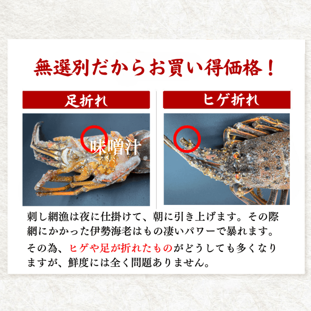 高知県産 天然 伊勢海老（選べる1～3尾）お刺身