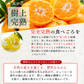 山北みかん 減農薬 優品 サイズ混合