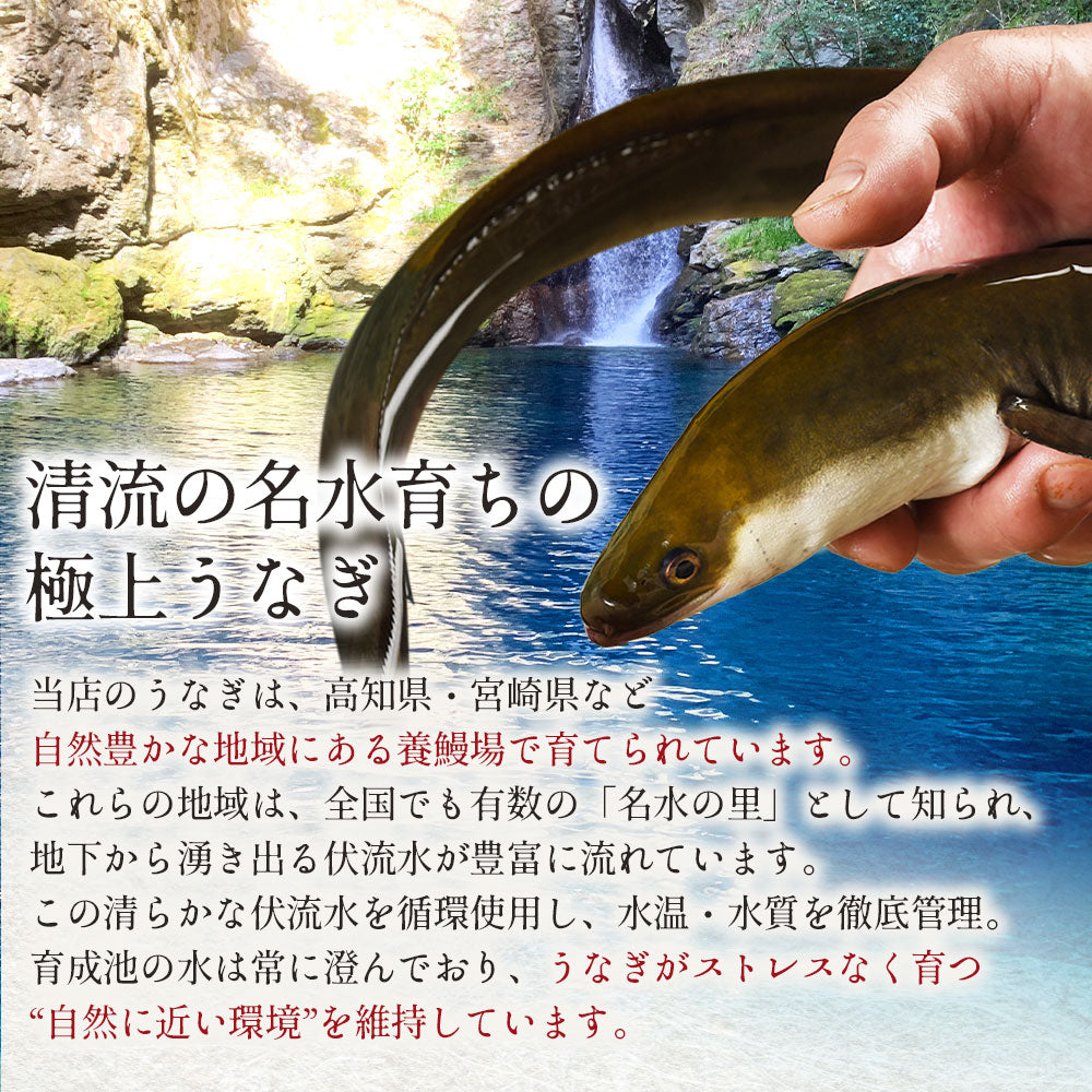 国産 無投薬うなぎ 超特大 蒲焼き グルテンフリーのたれ 約250g×3尾