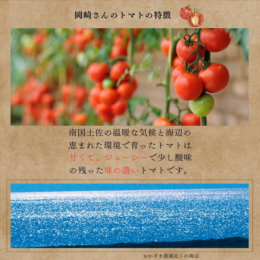 高知県春野産 高濃度 フルーツトマト 訳あり 家庭用