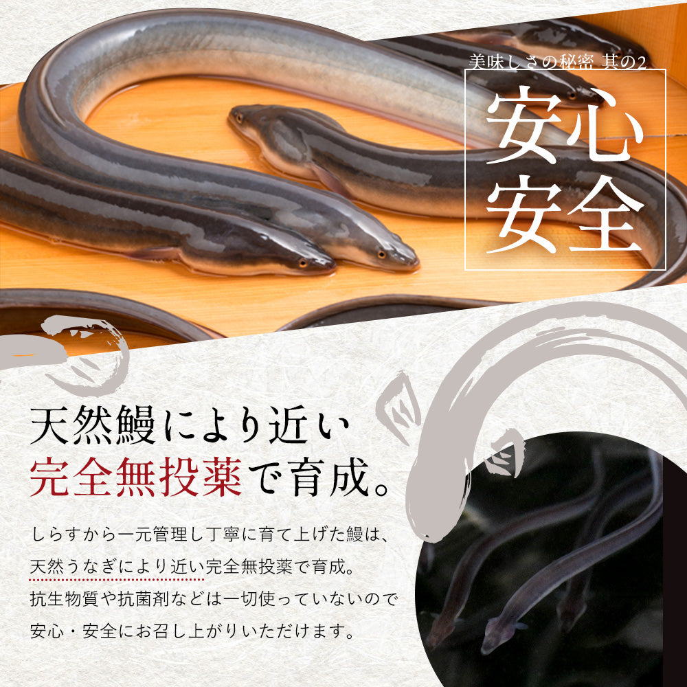 5尾 鰻 国産 天然物