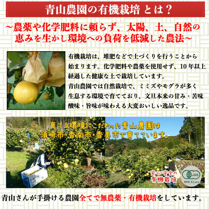 ＼2月上旬発送予約／ 農薬を使用しない 土佐文旦 有機栽培 訳あり 無農薬 高知県産 2L-L