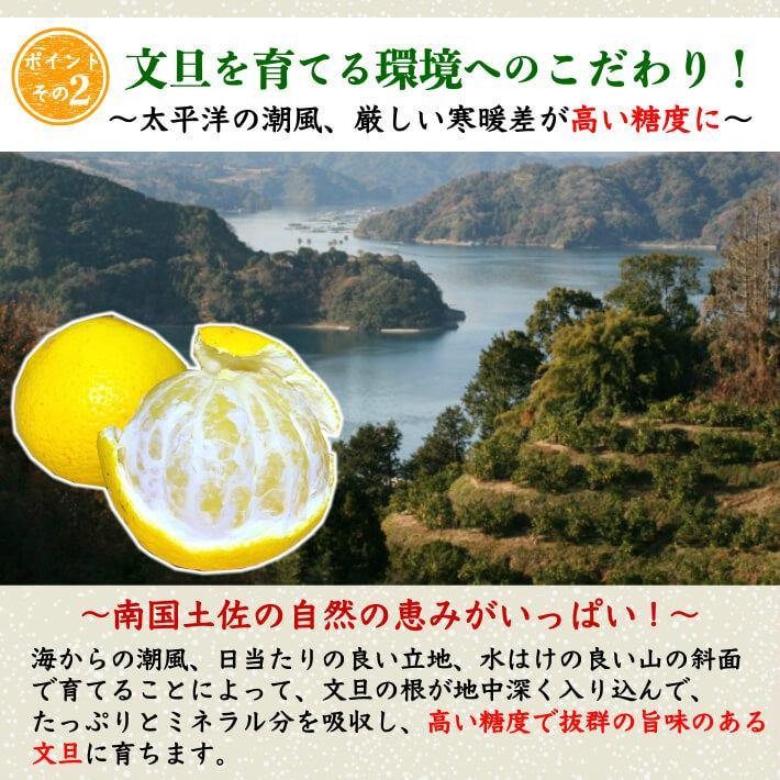 無農薬 土佐小夏 有機肥料 家庭用 5kg 高知県産  送料無料 - 池澤鮮魚オンラインショップ