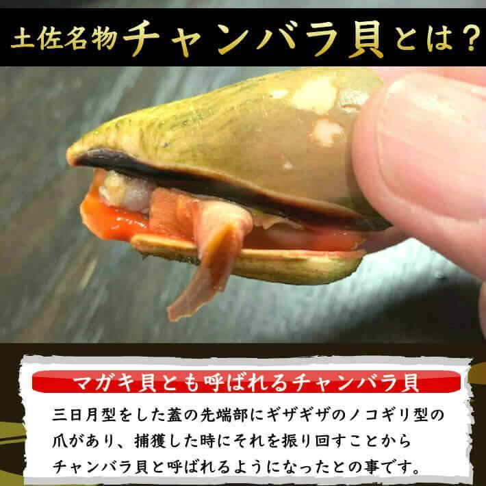 チャンバラ貝（マガキ貝）500g｜塩茹で済み 高知名物の酒の肴 - 池澤
