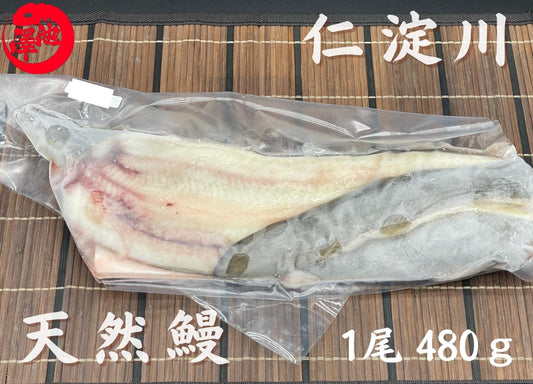 天然うなぎ 仁淀川 【1尾 480ｇ】生冷凍  国産 高知県産