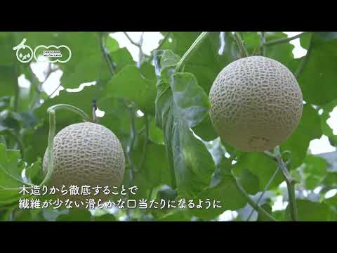 6月中旬食べ頃】 メロン 近澤さんのとろけるマスクメロン 1玉